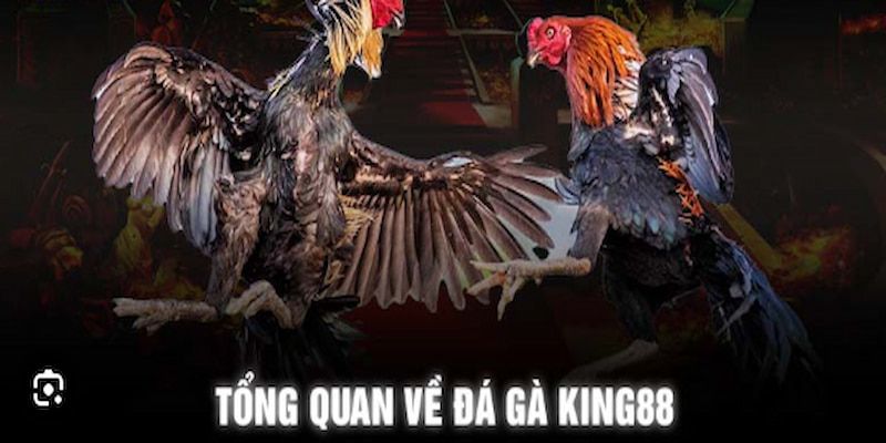 Khái quát chung về bộ môn đá gà tại King88